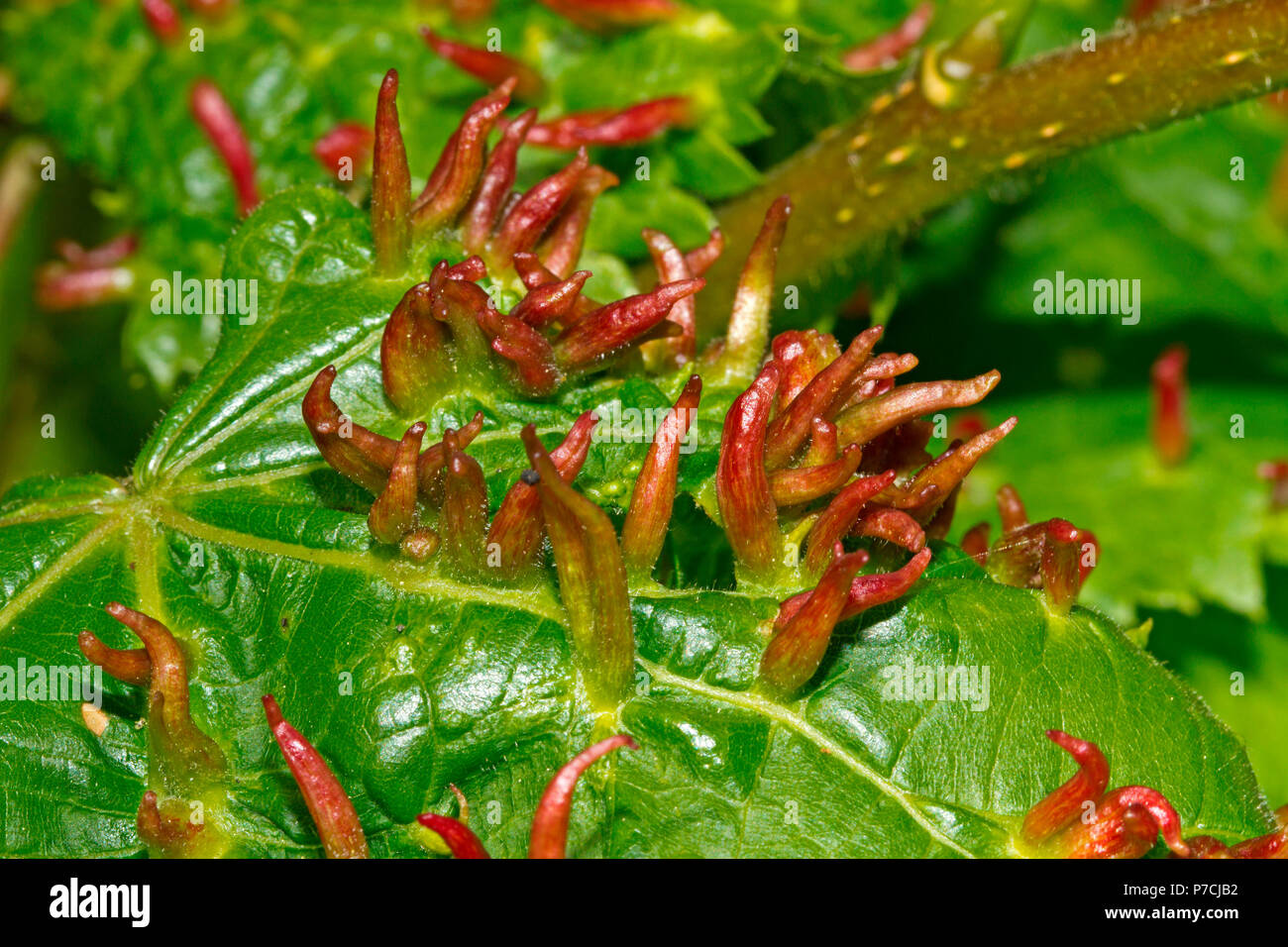 lime nail gal, (Eriophyes tiliae) Stock Photo