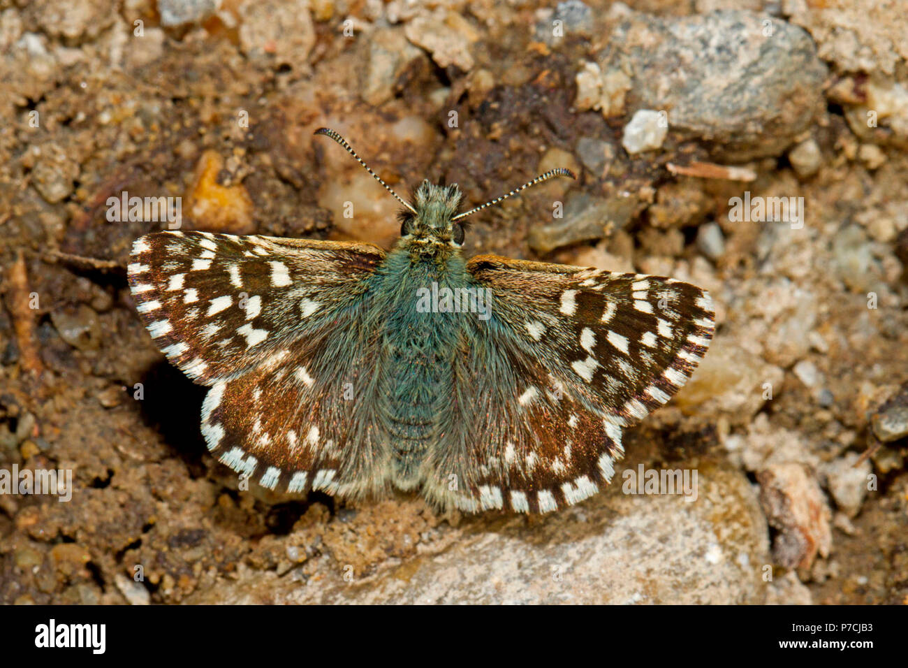 grizzled skipper, insects, butterflies, skipper, butterfly, wings, opened, brown, stain, white, ground, sitting, from behind, (Pyrgus malvae) Stock Photo