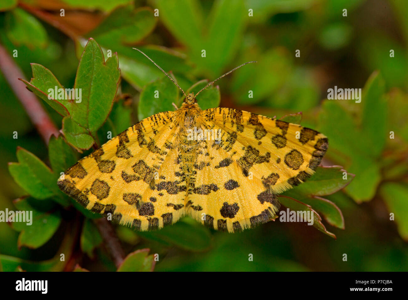 speckled yellow, (Pseudopanthera macularia) Stock Photo