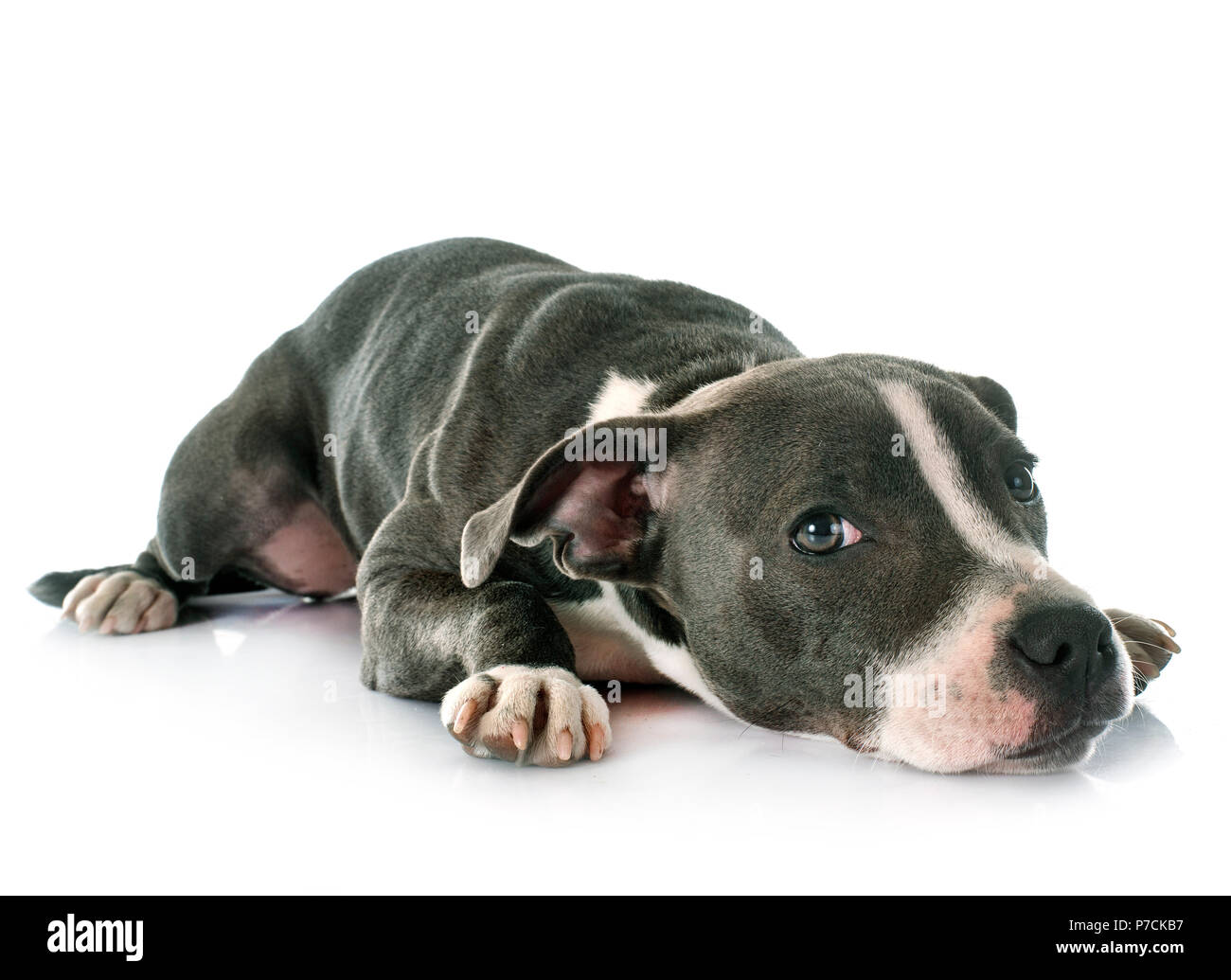 staffordshire bull terrier, dog, staff, staffy Stock Photo - Alamy