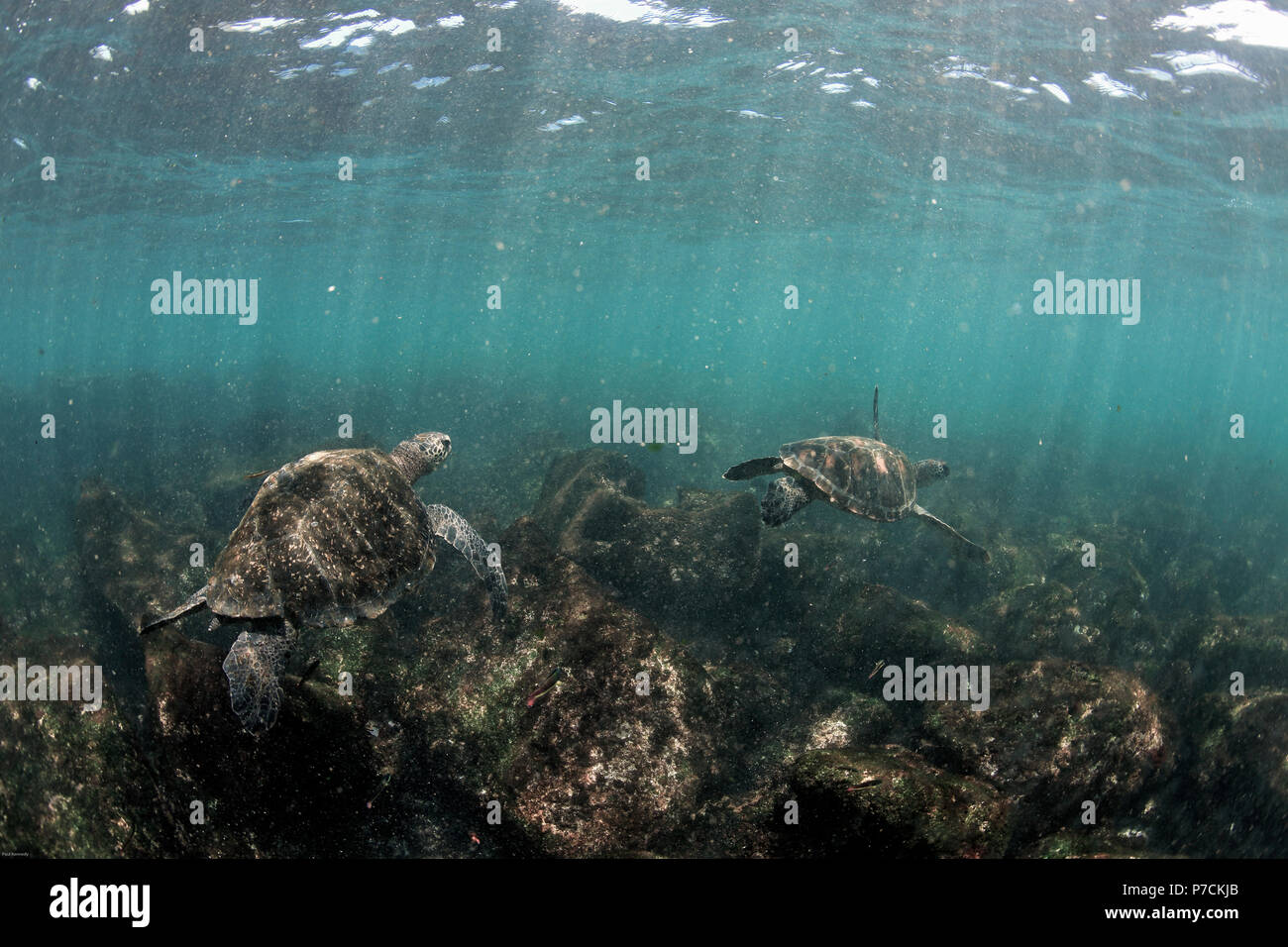 Chelonia agassizii hires stock photography and images Alamy