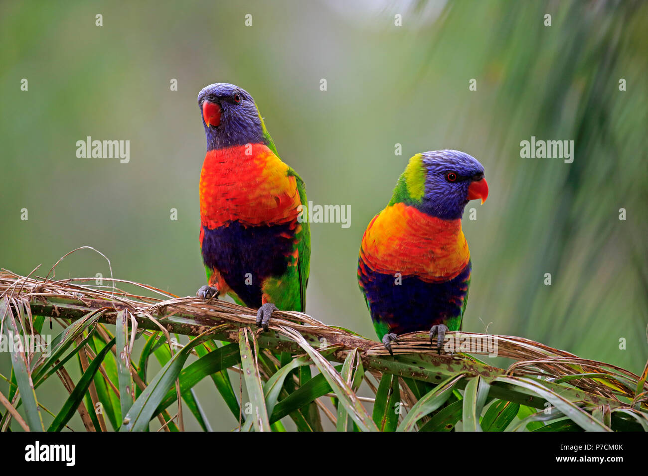 Rainbow Lorikeet, couple on branch, Cuddly Creek, South Australia, Australia, (Trichoglossus haematodus) Stock Photo