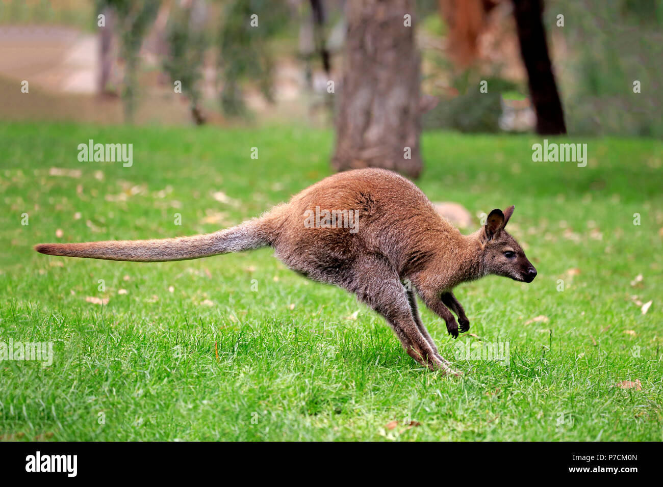 Bennett Wallaby, adult jumping, Cuddly Creek, South Australia, Australia, (Macropus rufogriseus) Stock Photo