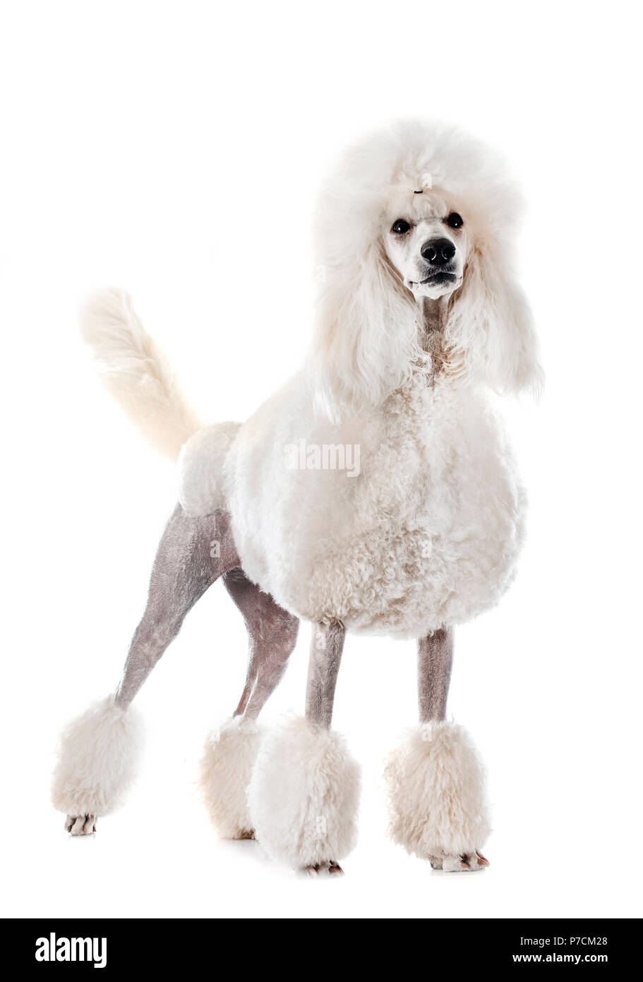 white Standard Poodle in front of white background Stock Photo - Alamy