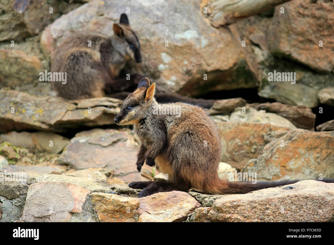 Brushtailed rockwallaby, adult on rock, New South Wales, Australia