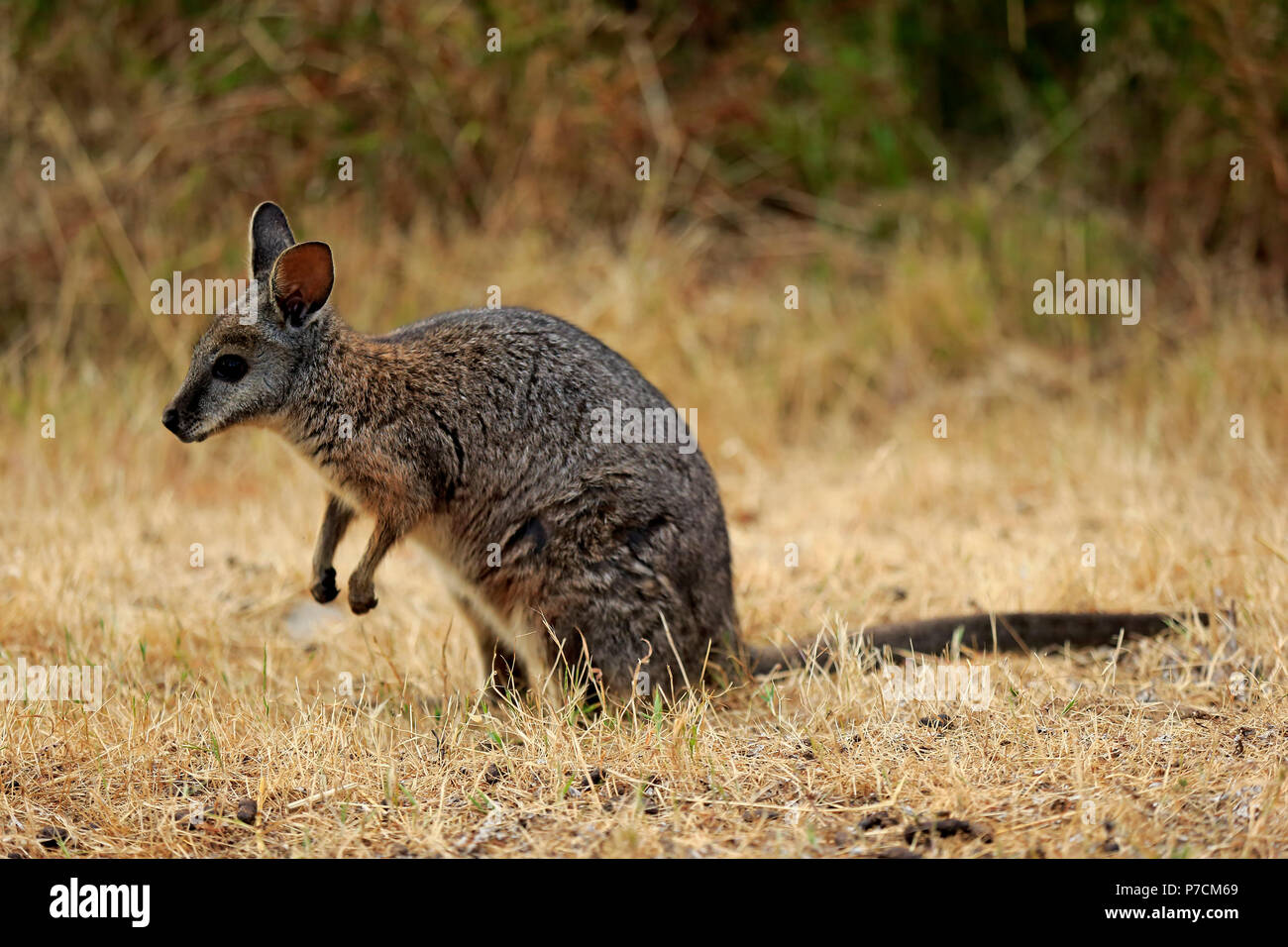 Tammar Wallaby, Dama-Wallaby, adult, Kangaroo Island, South Australia, Australia, (Macropus eugenii) Stock Photo