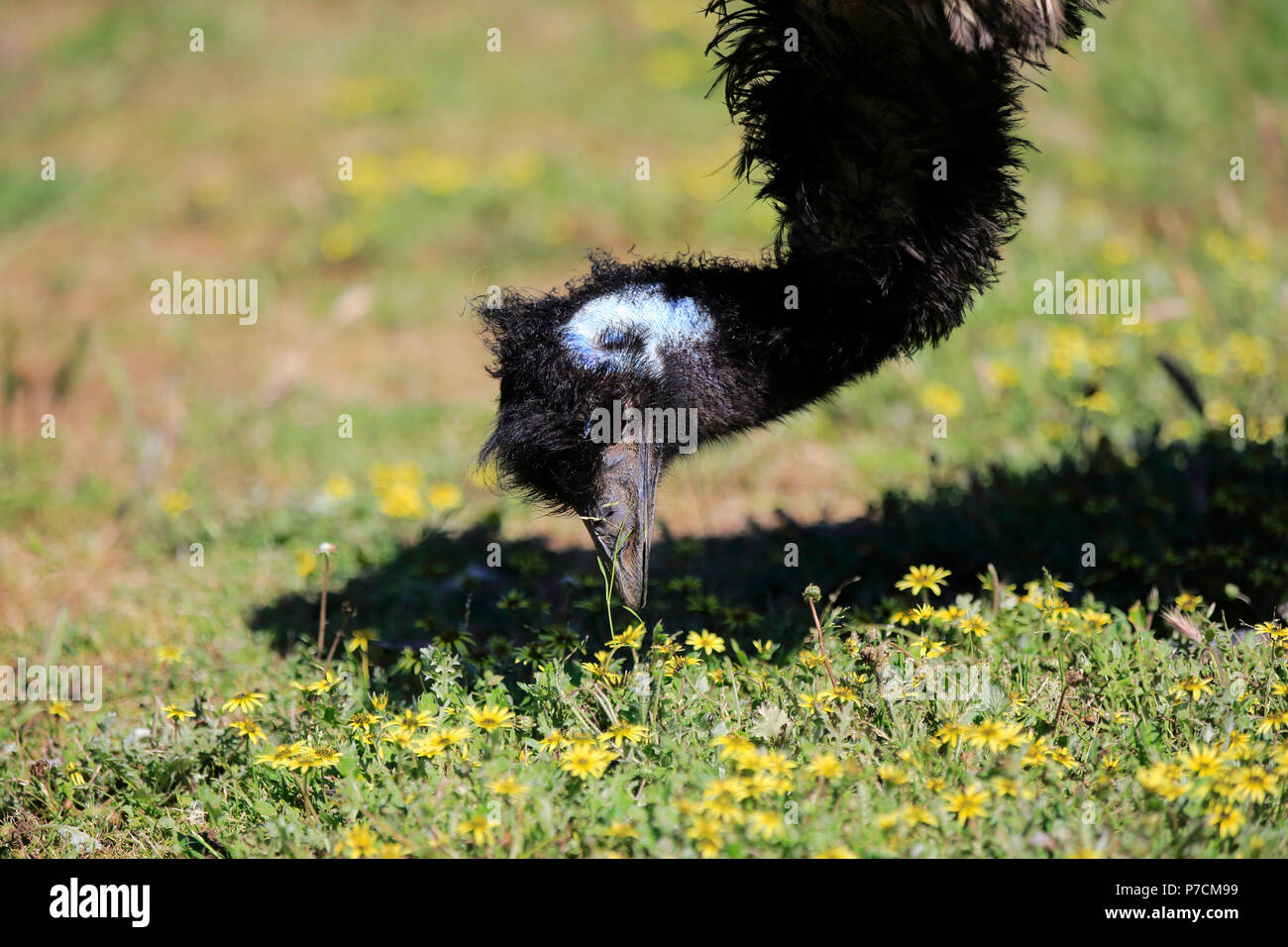 Emu, adult searching for food, feeding portrait, Mount Lofty, South Australia, Australia, (Dromaius novaehollandiae) Stock Photo