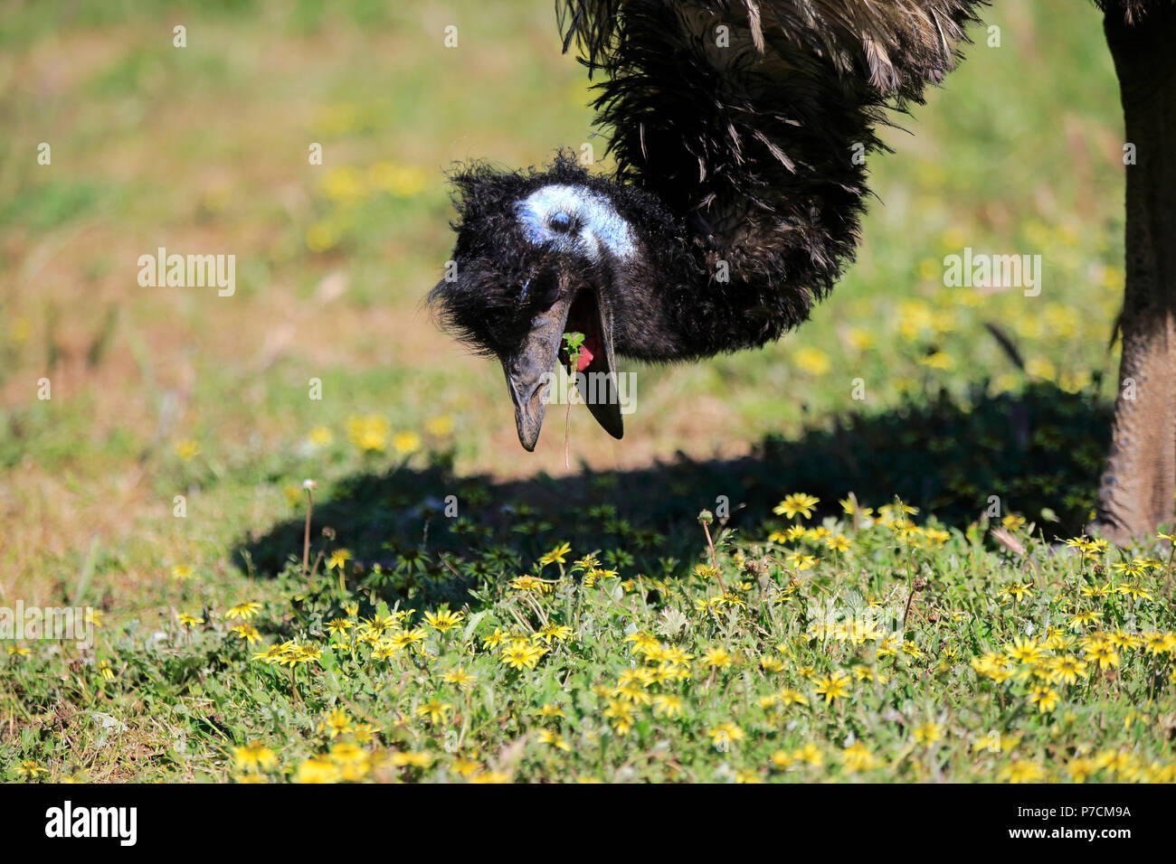 Emu, adult searching for food, feeding portrait, Mount Lofty, South Australia, Australia, (Dromaius novaehollandiae) Stock Photo