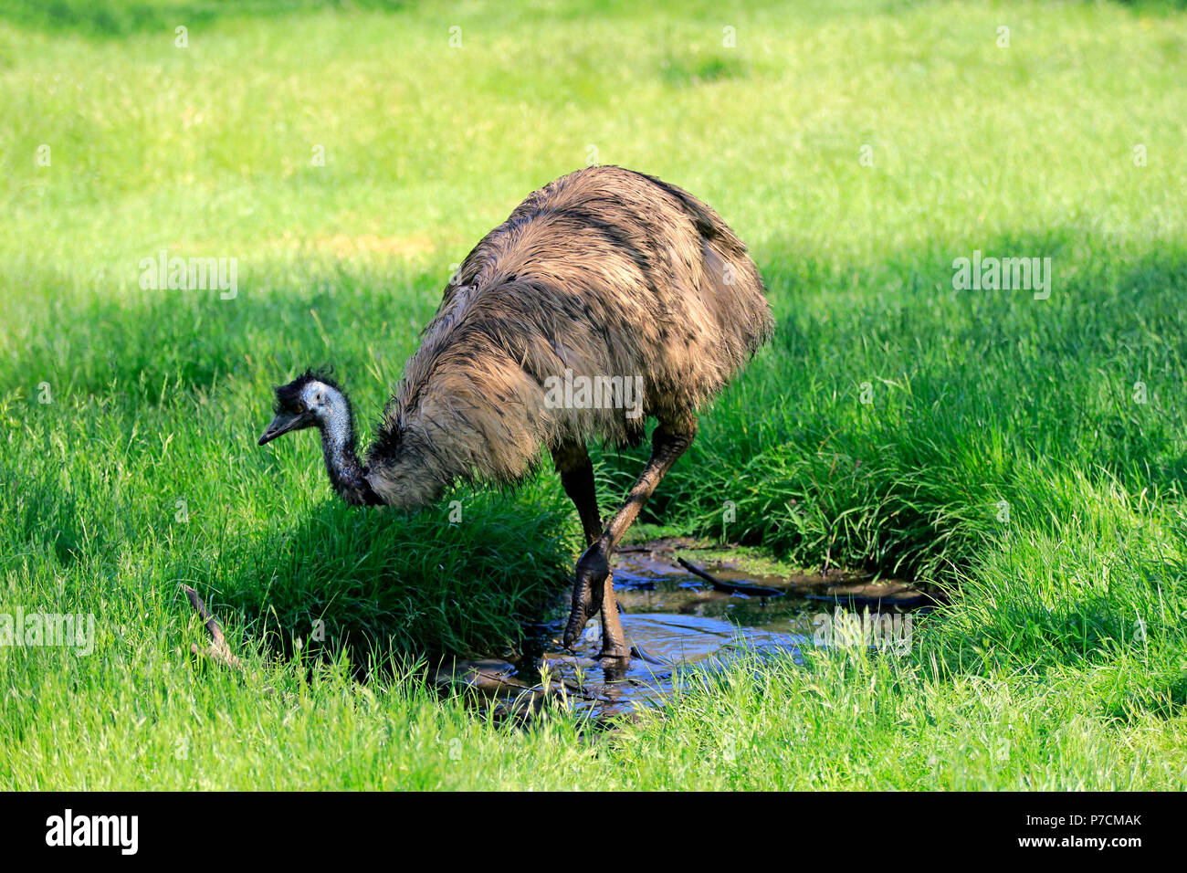 Emu, adult at water, Mount Lofty, South Australia, Australia, (Dromaius ...