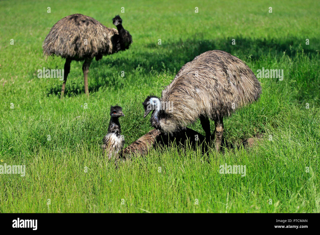 Emu, group of adults, Mount Lofty, South Australia, Australia, (Dromaius novaehollandiae Stock