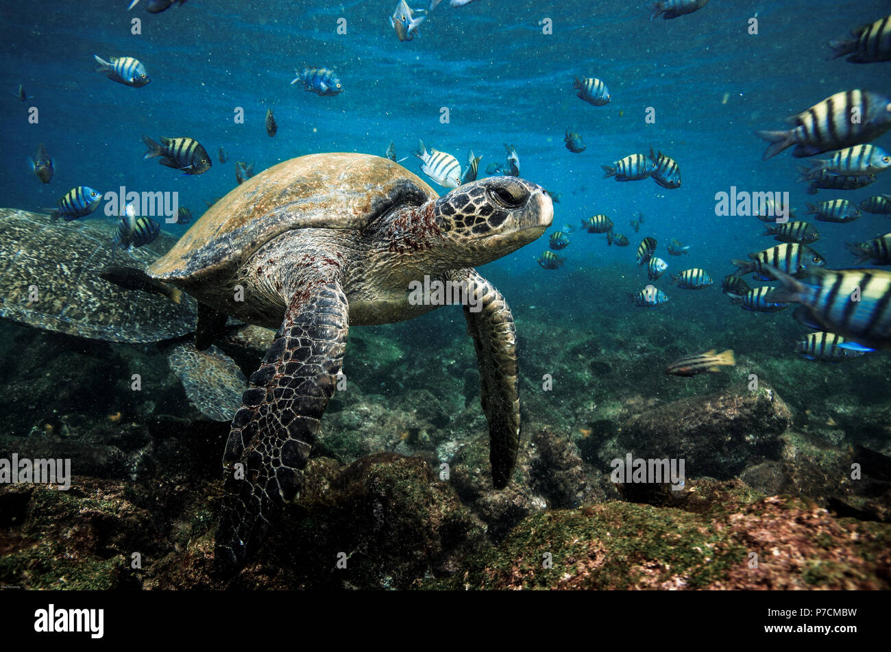 Green Sea Turtle and sergeant major fish underwater in the Galapagos ...