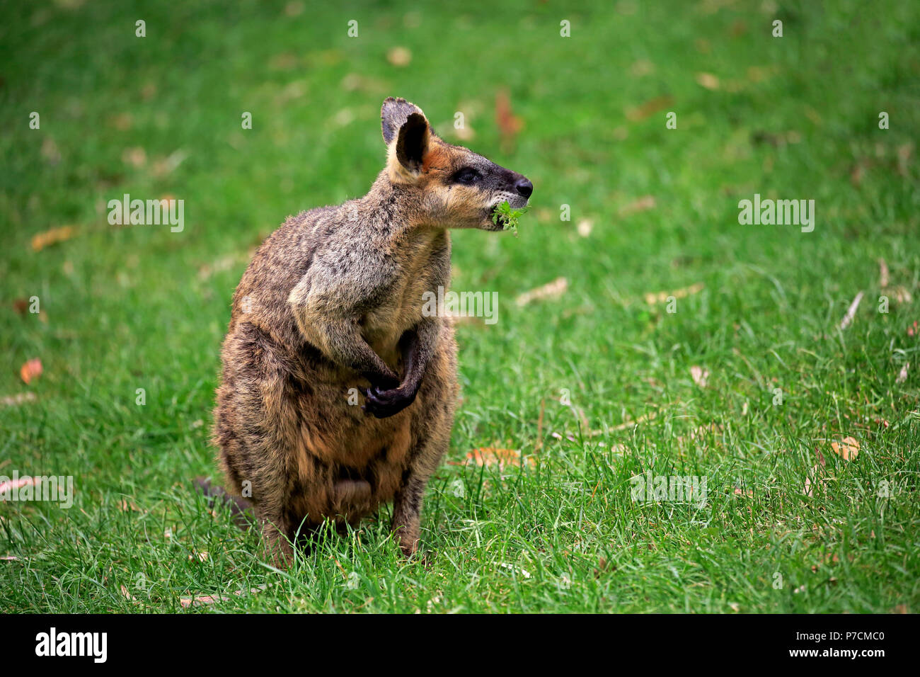 Agile Wallaby, adult feeding, Cuddly Creek, South Australia, Australia, (Macropus agilis) Stock Photo