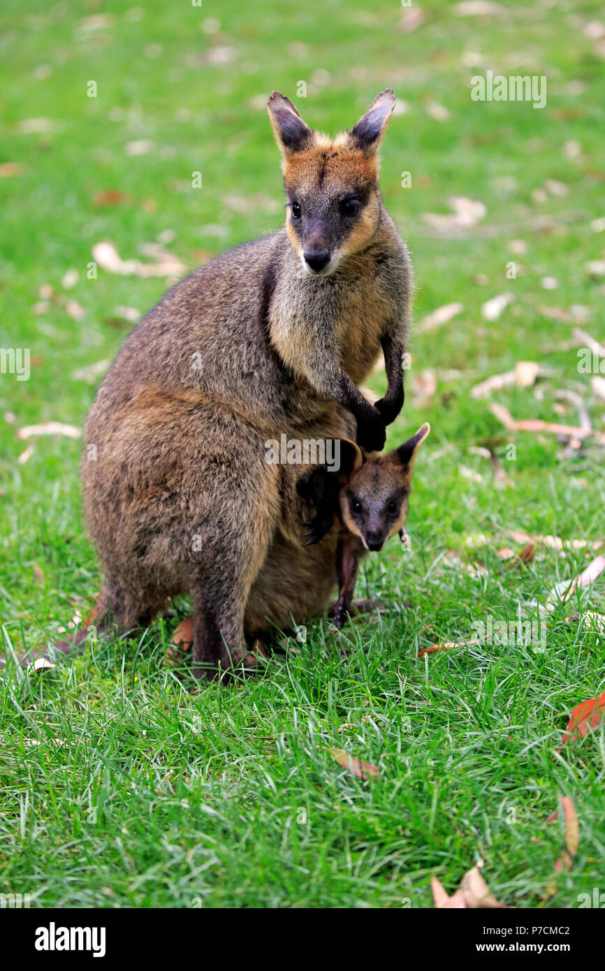 Agile Wallaby, female with Joey in pouch, Cuddly Creek, South Australia, Australia, (Macropus agilis) Stock Photo