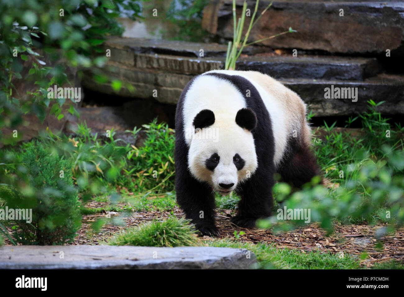 Giant Panda, Adelaide, South Australia, Australia, (Ailuropoda melanoleuca) Stock Photo