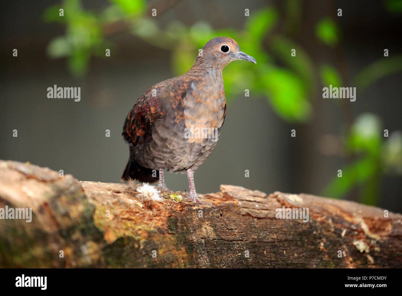 White breasted ground dove, White-bibbed ground dove, Purple ground dove, subadult, Papua New Guinea, (Alopecoenas jobiensis) Stock Photo