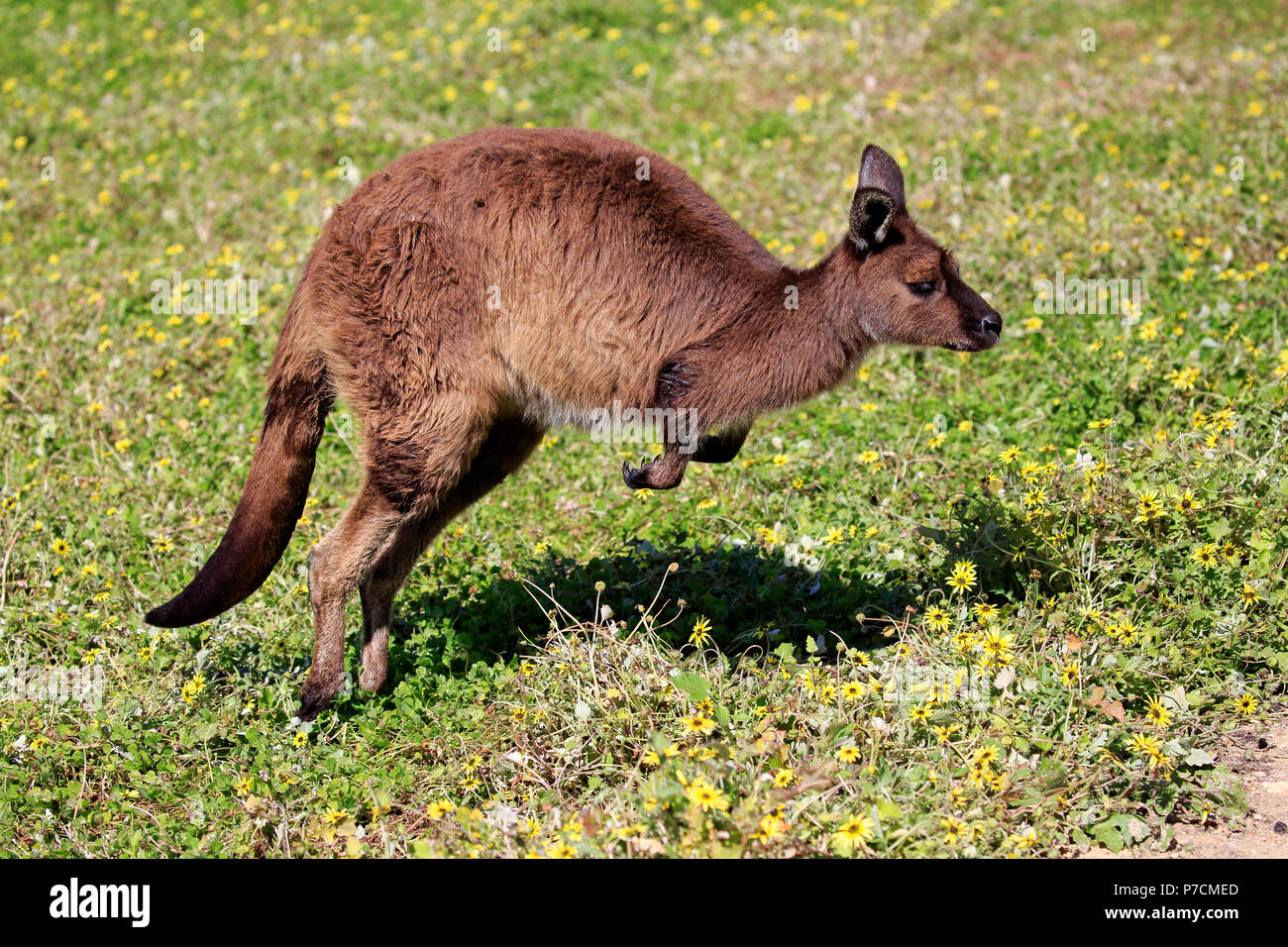 Kangaroos Jumping High Resolution Stock Photography and Images Alamy