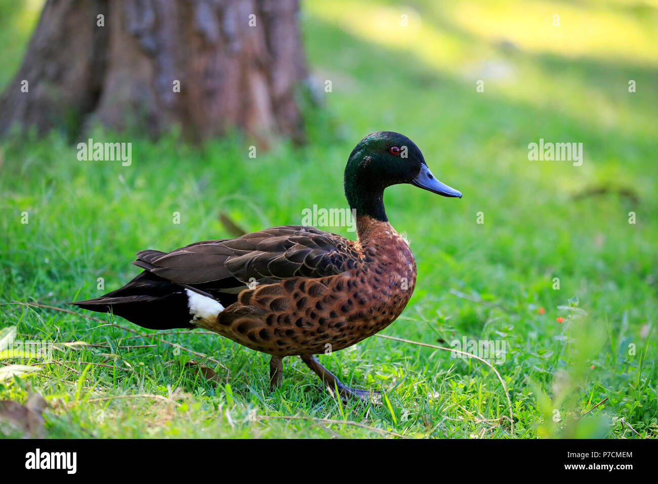 Chestnut Teal, adult male, Murramarang National Park, New South Wales, Australia, (Anas castanea) Stock Photo