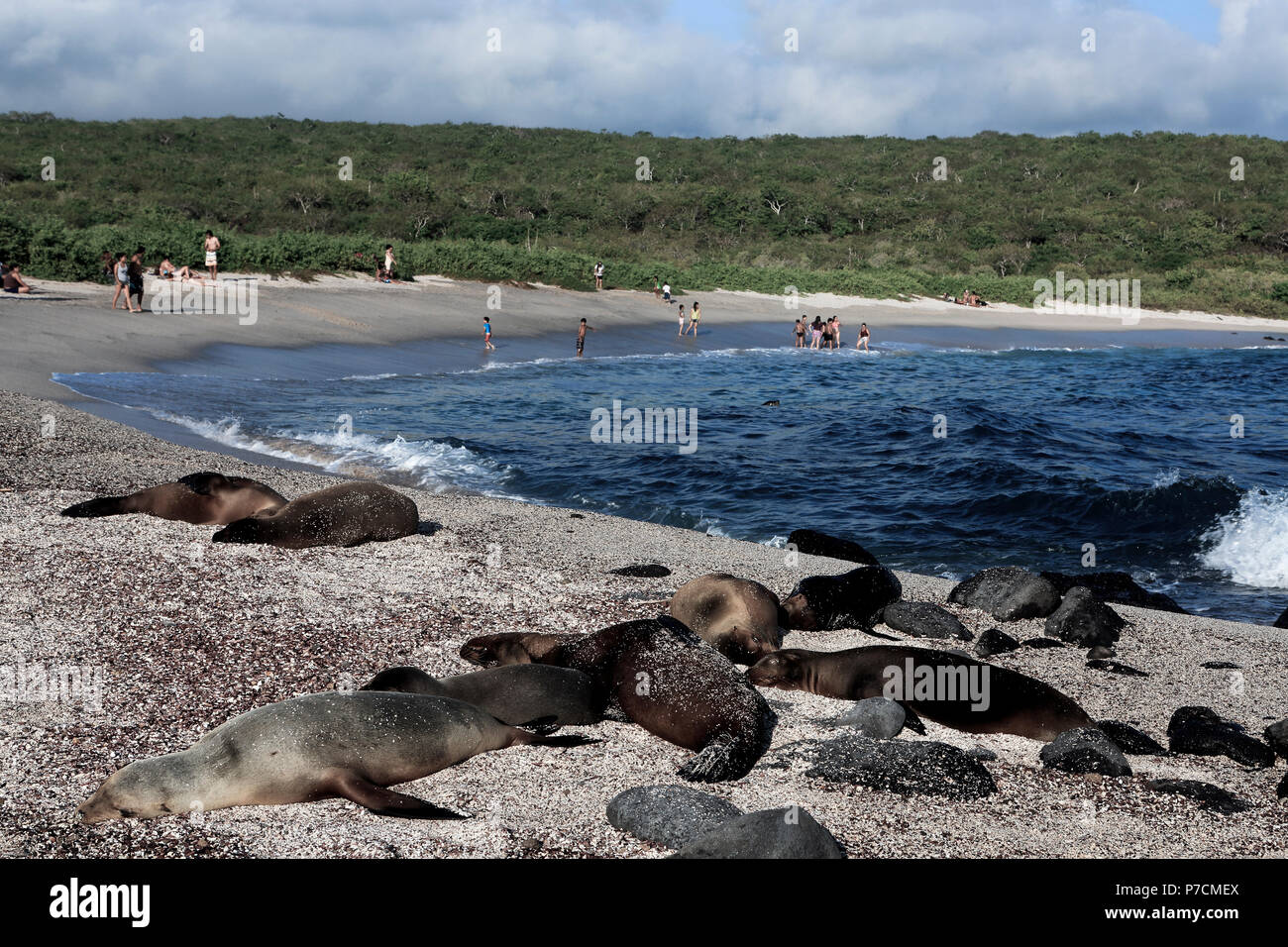 Galapagos sea lions relaxing on Loberia Beach on San Cristobal Island, Galapagos Islands Stock Photo