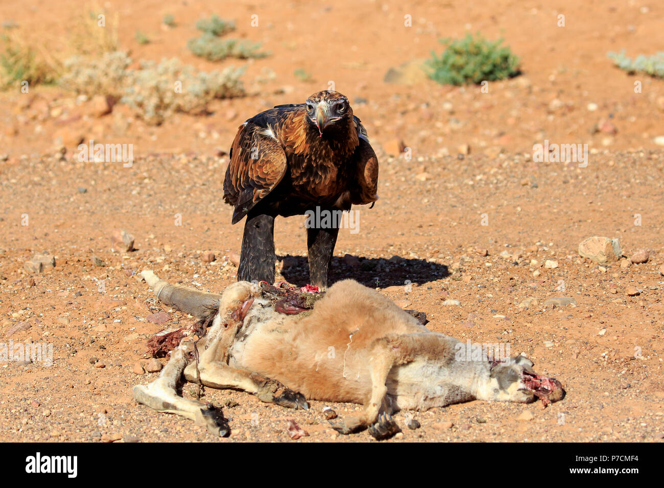 Wedge-Tailed Eagle, adult at prey, Sturt Nationalpark, New South Wales, Australia, (Aquila audax) Stock Photo