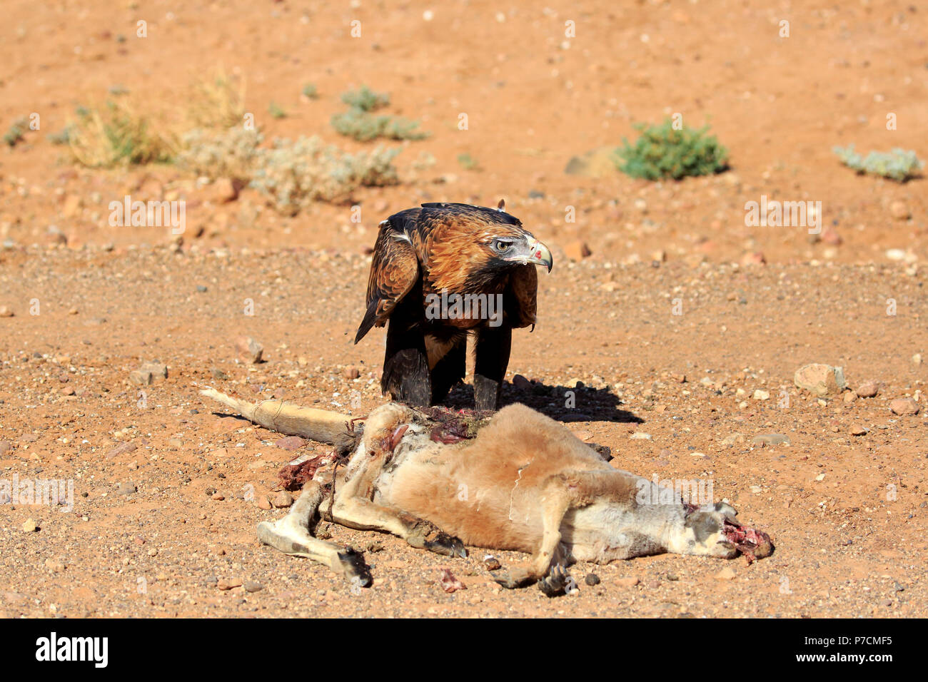 Wedge-Tailed Eagle, adult at prey, Sturt Nationalpark, New South Wales, Australia, (Aquila audax) Stock Photo