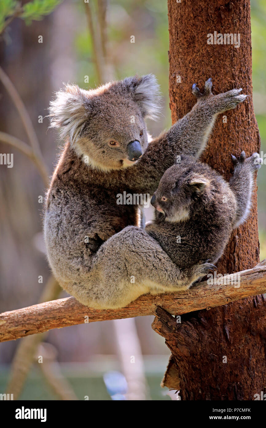 Koala, mother with young on tree, Mount Lofty, South Australia, Australia, (Phascolarctos cinereus) Stock Photo