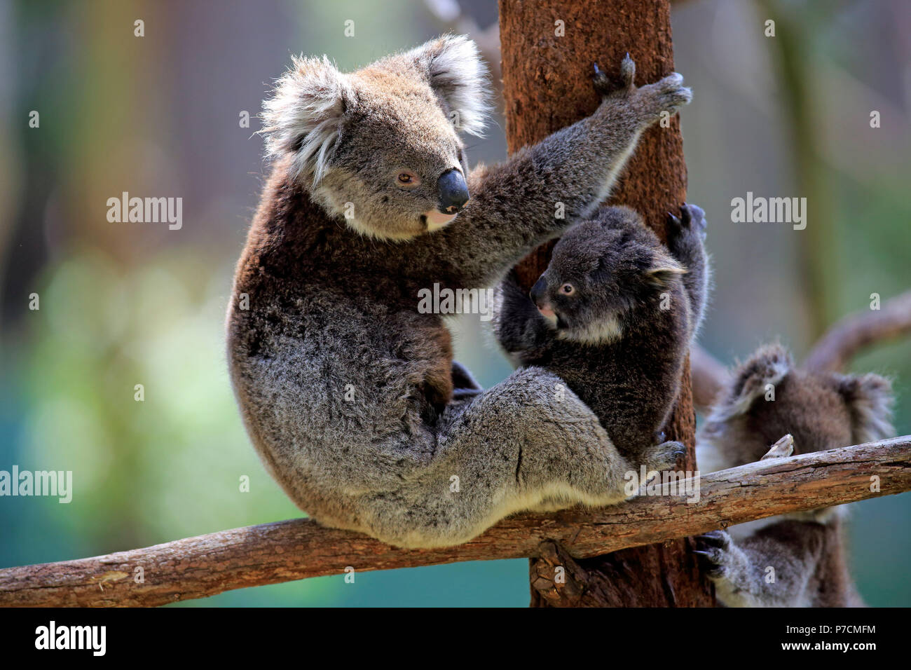 Koala, mother with young on tree, Mount Lofty, South Australia, Australia, (Phascolarctos cinereus) Stock Photo