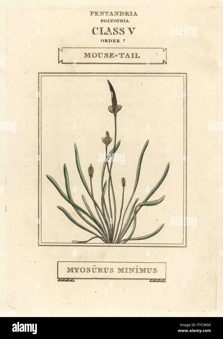 Mousetail, Myosurus minimus. Handcoloured copperplate engraving after an illustration by Richard Duppa from his The Classes and Orders of the Linnaean System of Botany, Longman, Hurst, London, 1816. Stock Photo