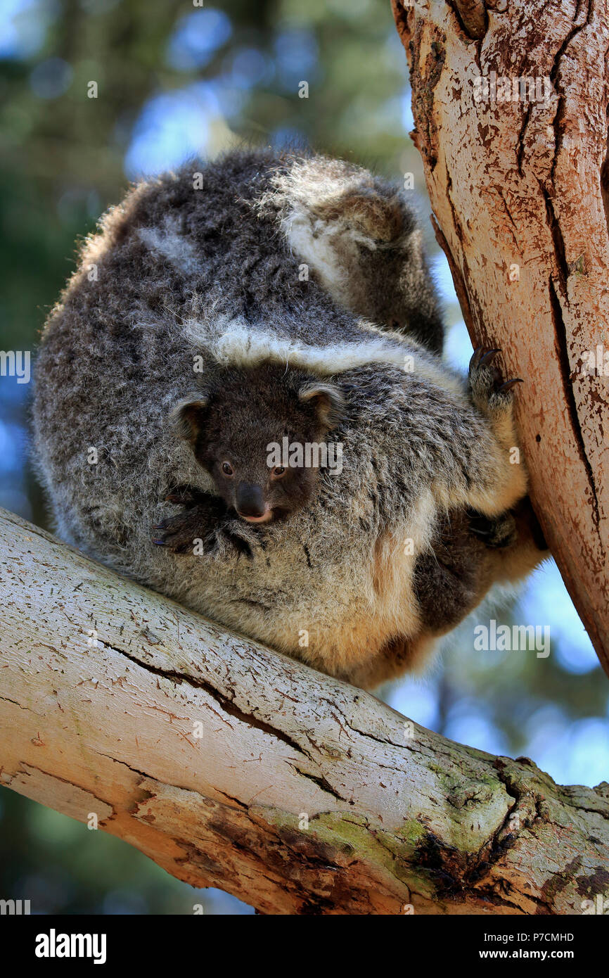Koala, adult with young on tree, Kangaroo Island, South Australia, Australia, (Phascolarctos cinereus) Stock Photo