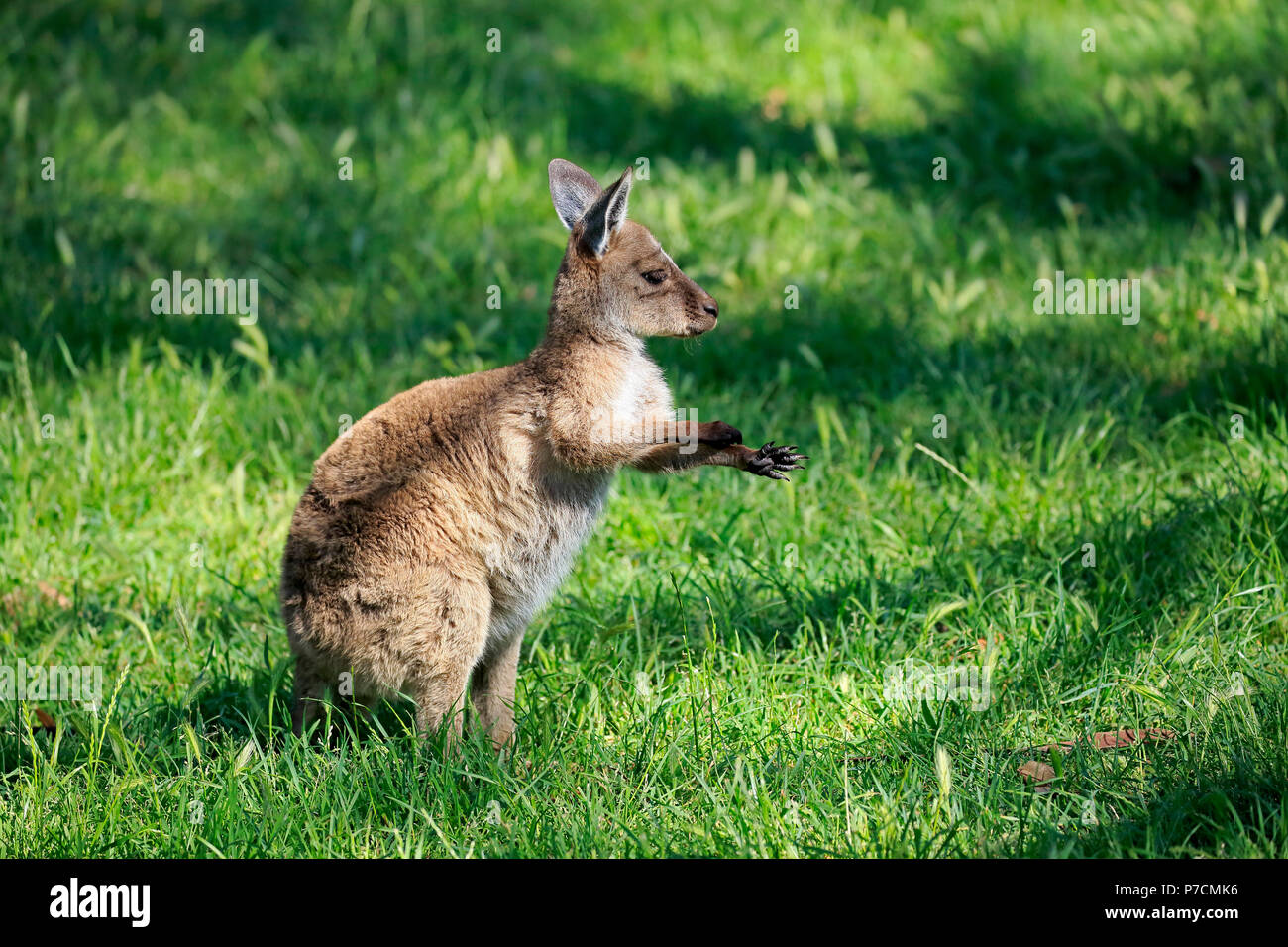 Eastern Grey Kangaroo, young on meadow, Mount Lofty, South Australia, Australia, (Macropus giganteus) Stock Photo