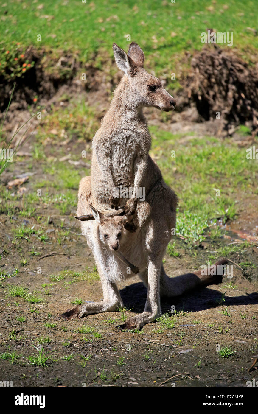 Eastern Grey Kangaroo, adult female with young looking out of pouch, adult with joey in pouch, Merry Beach, Murramarang Nationalpark, New South Wales, Australia, (Macropus giganteus) Stock Photo