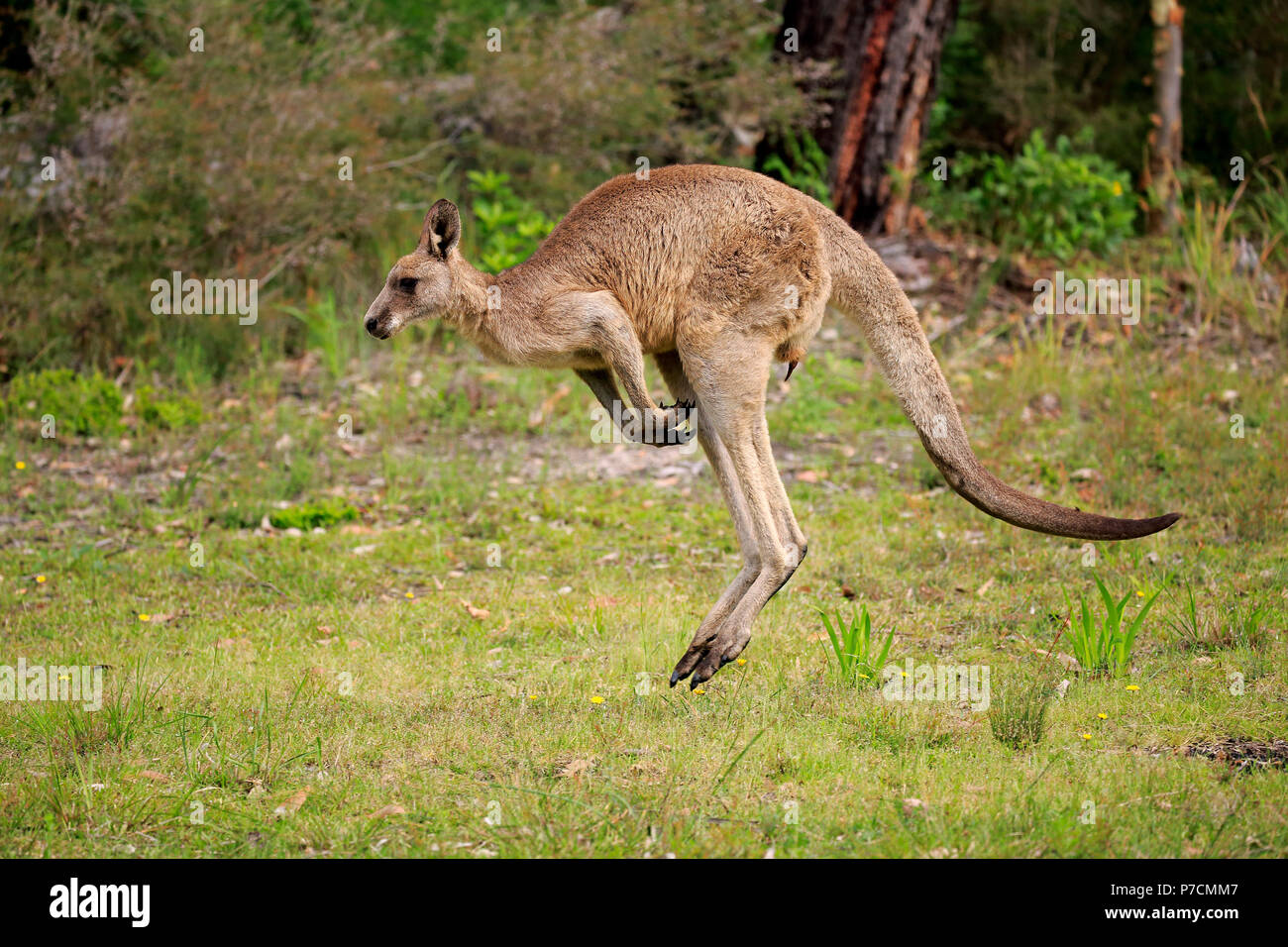 Kangaroo Jumping From Beach In Hi res Stock Photography And Images Alamy Kangaroo jumping from beach in hi res stock photography and images alamy