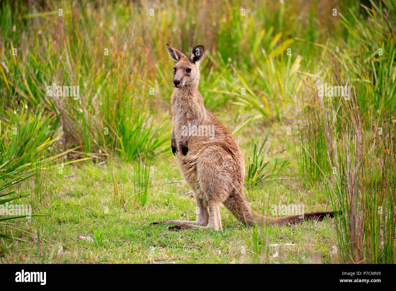 Eastern Grey Kangaroo, adult alert, Merry Beach, Murramarang Nationalpark, New South Wales, Australia, (Macropus giganteus) Stock Photo