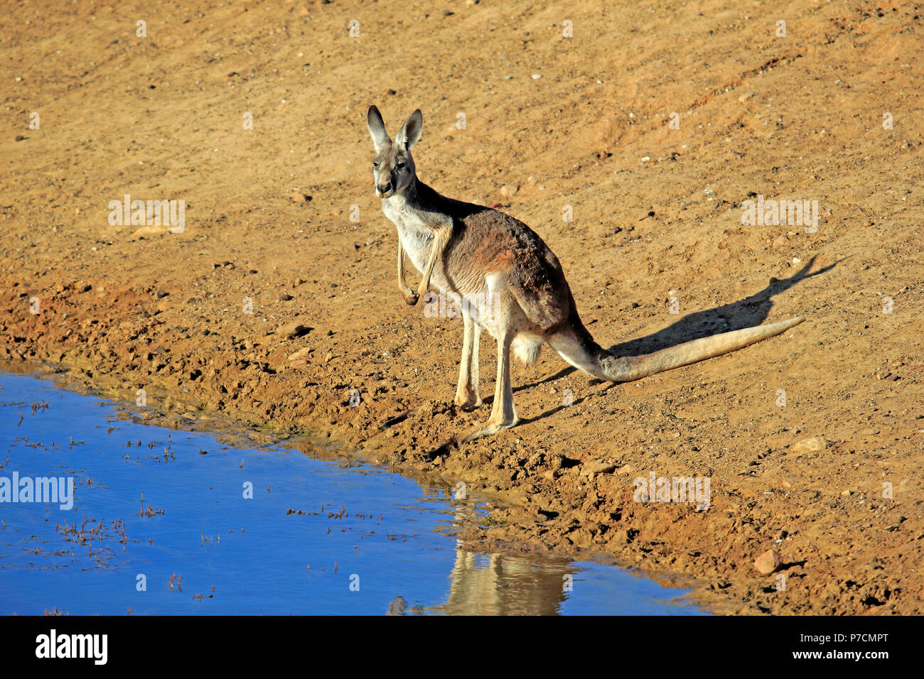 Red Kangaroo, adult female at water, Sturt Nationalpark, New South Wales, Australia, (Macropus rufus) Stock Photo