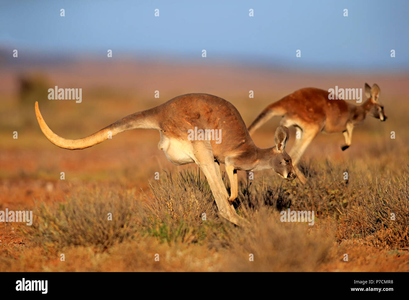 Red Kangaroo, adult jumping, Sturt Nationalpark, New South Wales, Australia, (Macropus rufus) Stock Photo