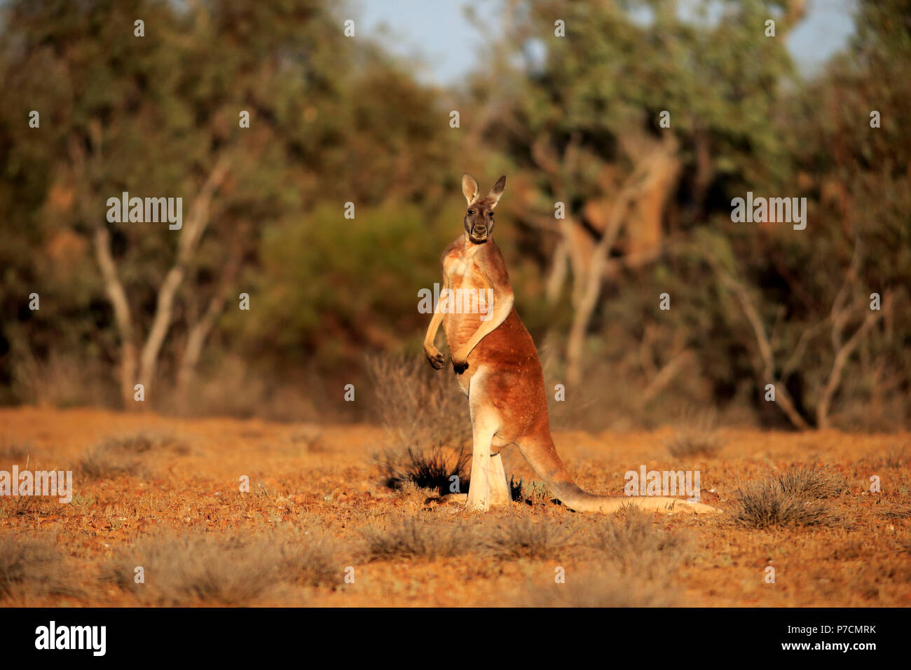 Red Kangaroo, adult male alert, Sturt Nationalpark, New South Wales, Australia, (Macropus rufus) Stock Photo