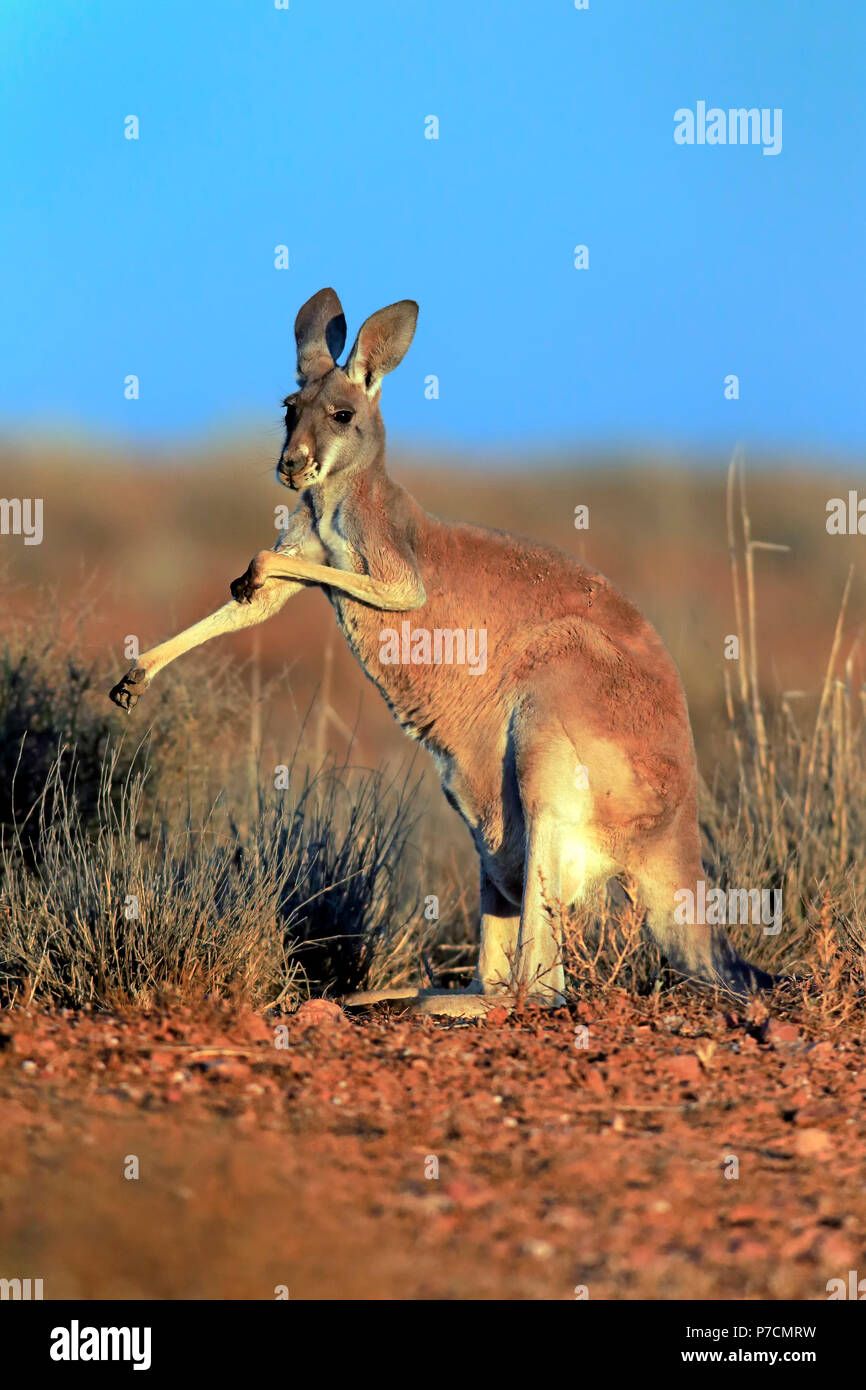 Red Kangaroo, Sturt Nationalpark, New South Wales, Australia, (Macropus rufus) Stock Photo