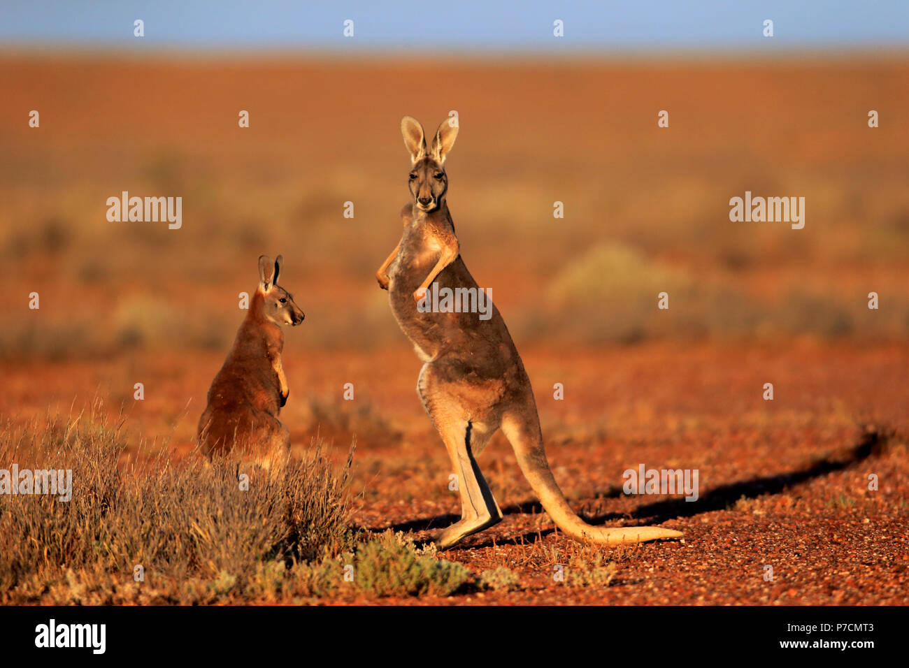 Red Kangaroo, female with subadult, Sturt Nationalpark, New South Wales, Australia, (Macropus rufus) Stock Photo