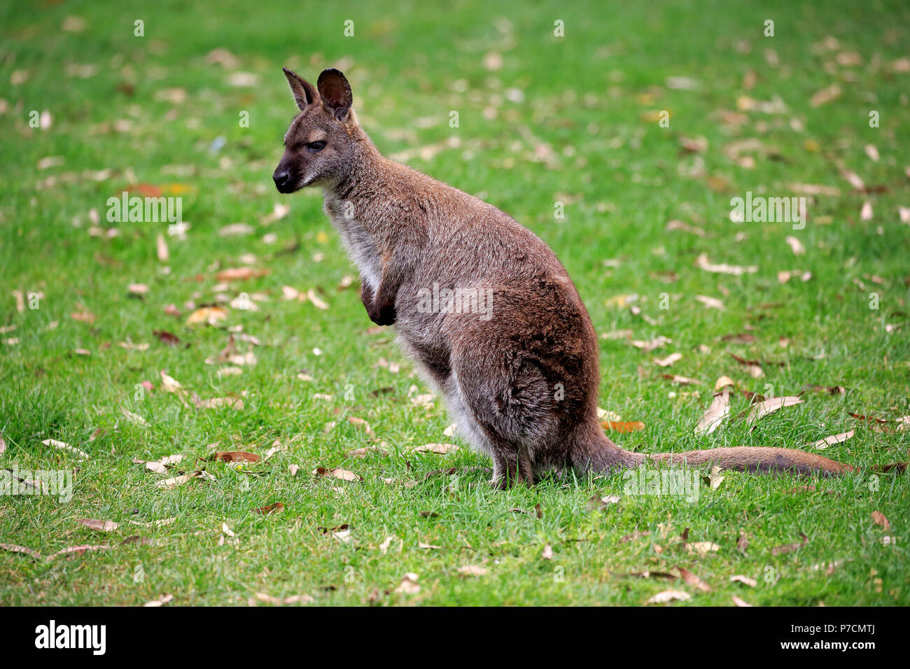 Red-necked wallaby, Bennett Wallaby, adult alert, Cuddly Creek, South Australia, Australia, (Macropus rufogriseus) Stock Photo