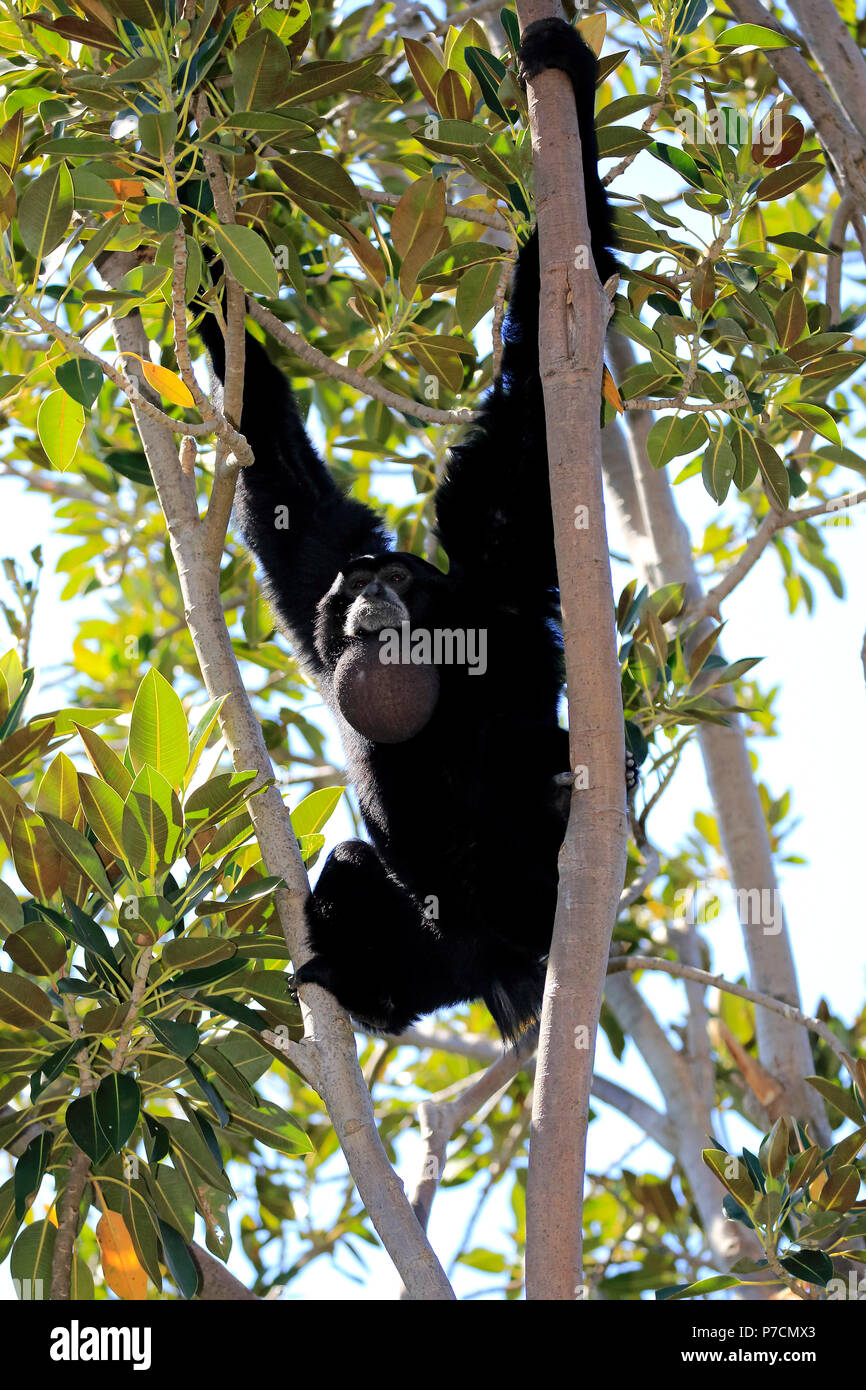 Siamang, adult calling on tree, Southeast Asia, Asia, (Symphalangus syndactylus) Stock Photo