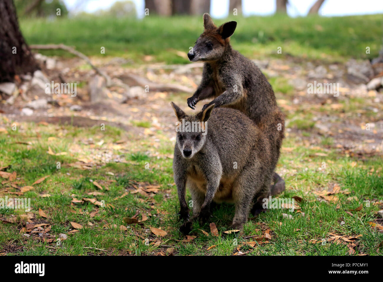 Swamp Wallaby, adult couple social behaviour, Mount Lofty, South Australia, Australia, (Wallabia bicolor) Stock Photo
