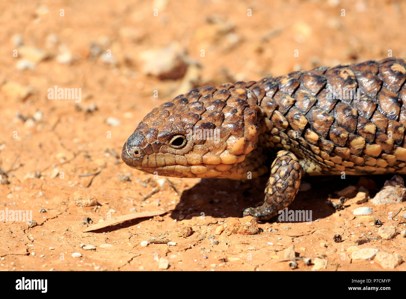Tiliqua rugosa, shingle back, bobtail lizard, adult portrait, Sturt Nationalpark, New South Wales, Australia, (Tiliqua rugosa) Stock Photo