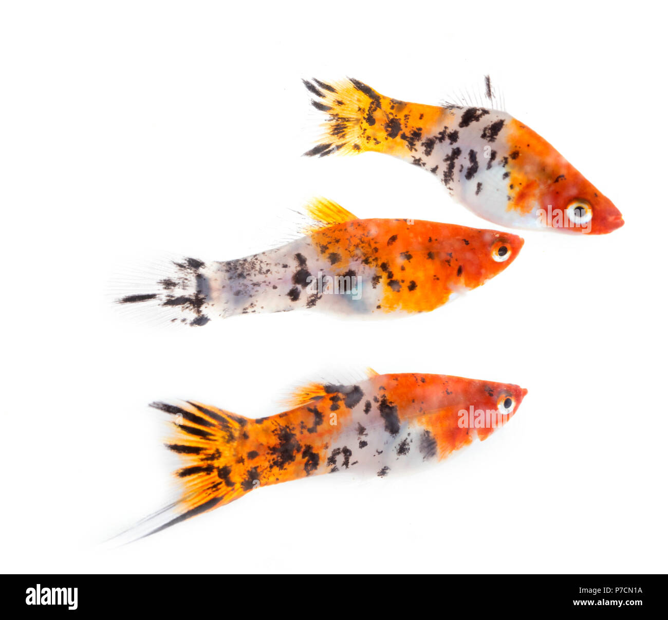 colorful Xiphophorus in front of white background Stock Photo