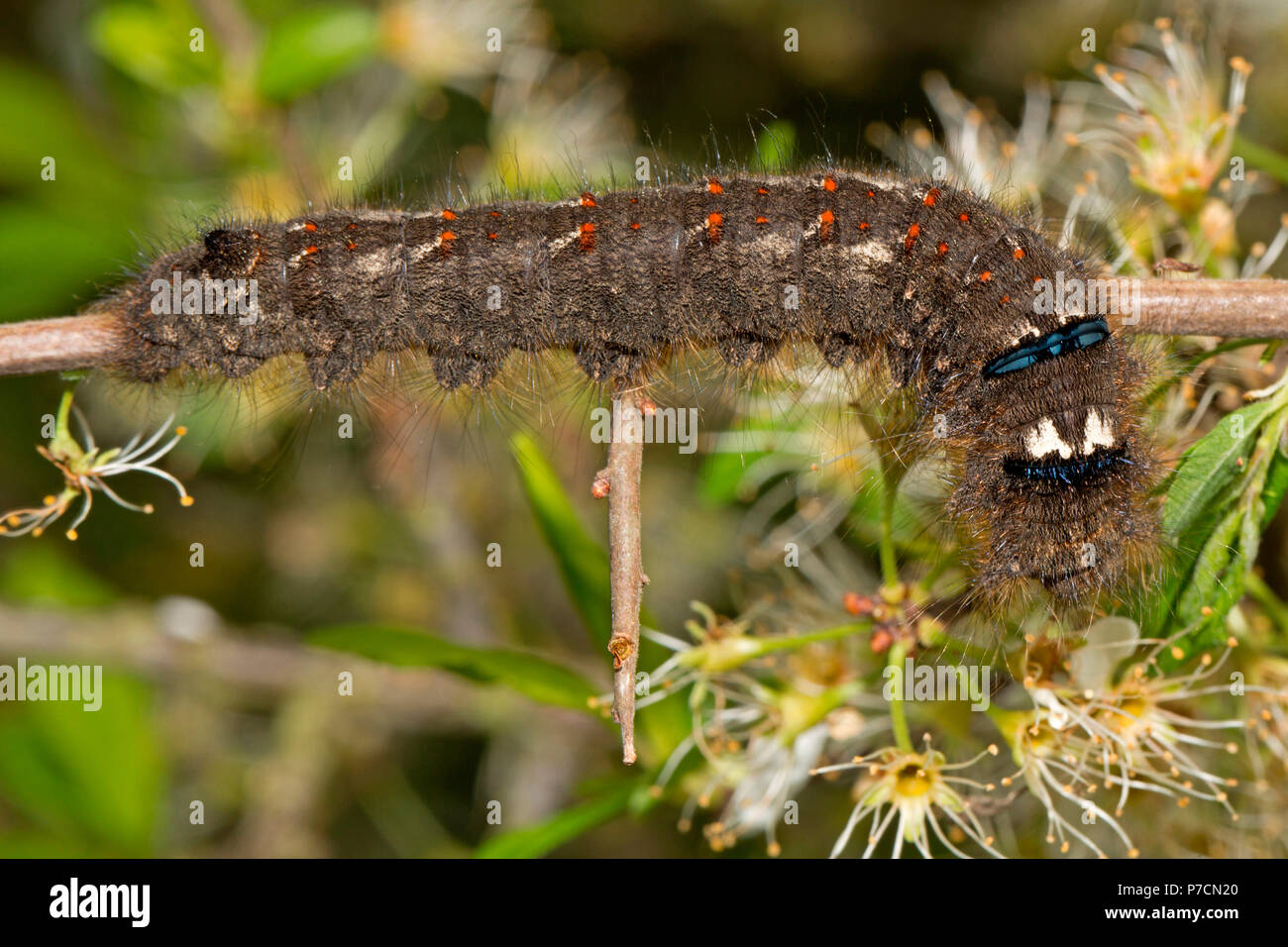 lappet, caterpillar, (Gastropacha quercifolia) Stock Photo