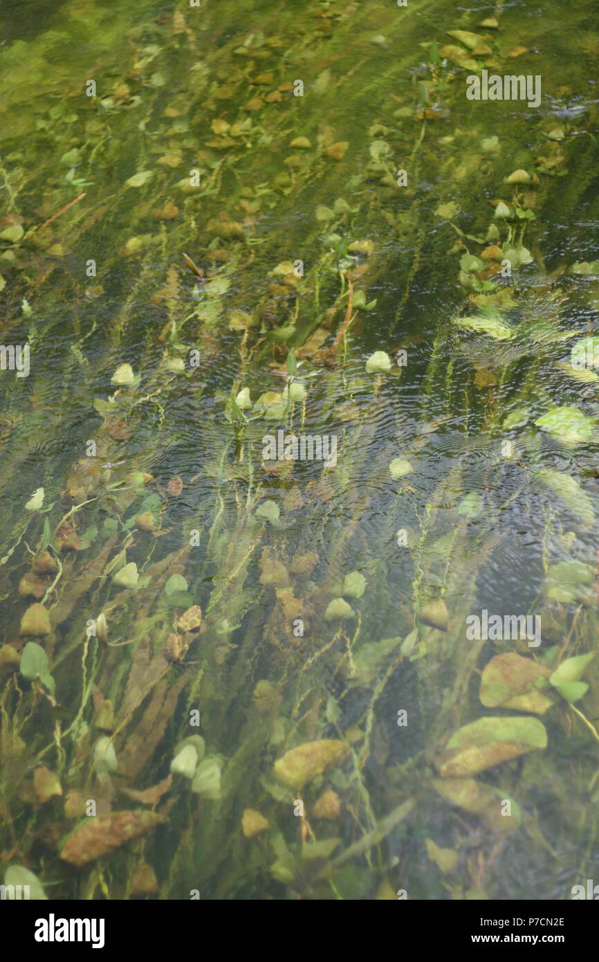 Water plants in stream, Uckermark, Brandenburg, Germany Stock Photo