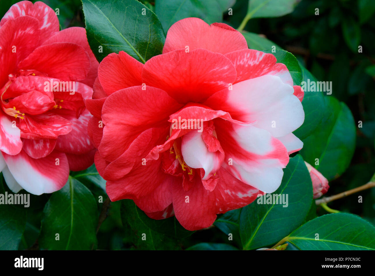 Japanische Kamelie, Sorte 'Memphis Bell', Camellia japonica Stock Photo