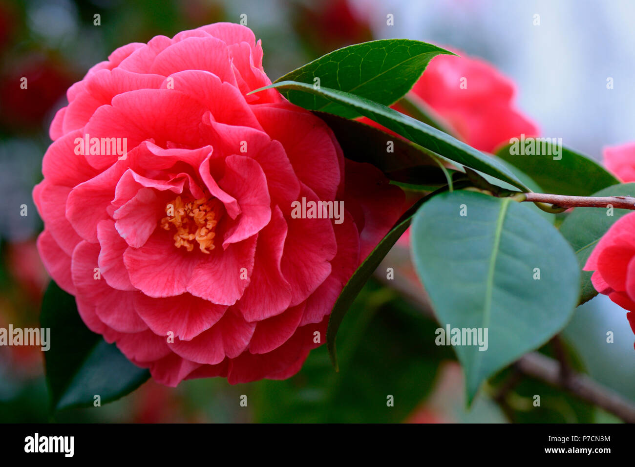 Japanische Kamelie, Sorte 'Miss Tulare Variegated', Camellia reticulata Stock Photo