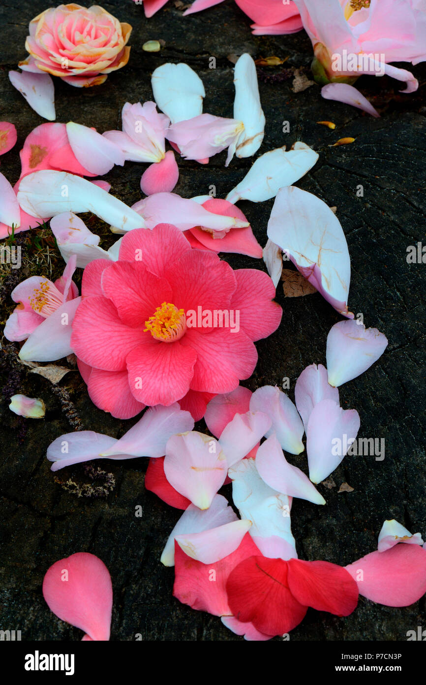 abgefallene Kamelienblueten auf Boden, Camellia japonica, Japanische Kamelie Stock Photo
