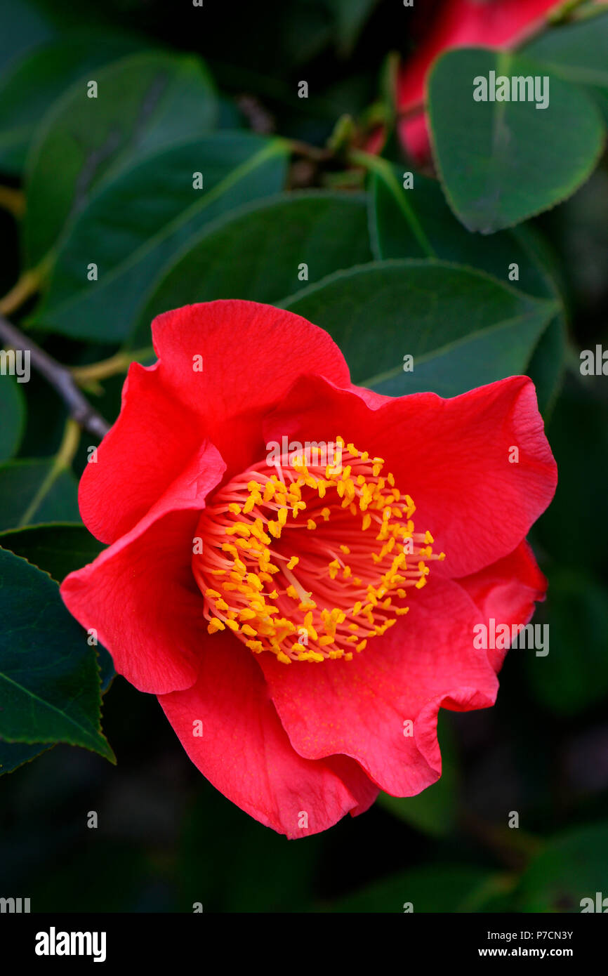Japanische Kamelie, Sorte 'Happy Higo', rot, Camellia japonica Stock Photo