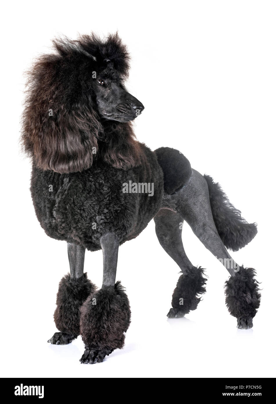 big black poodle