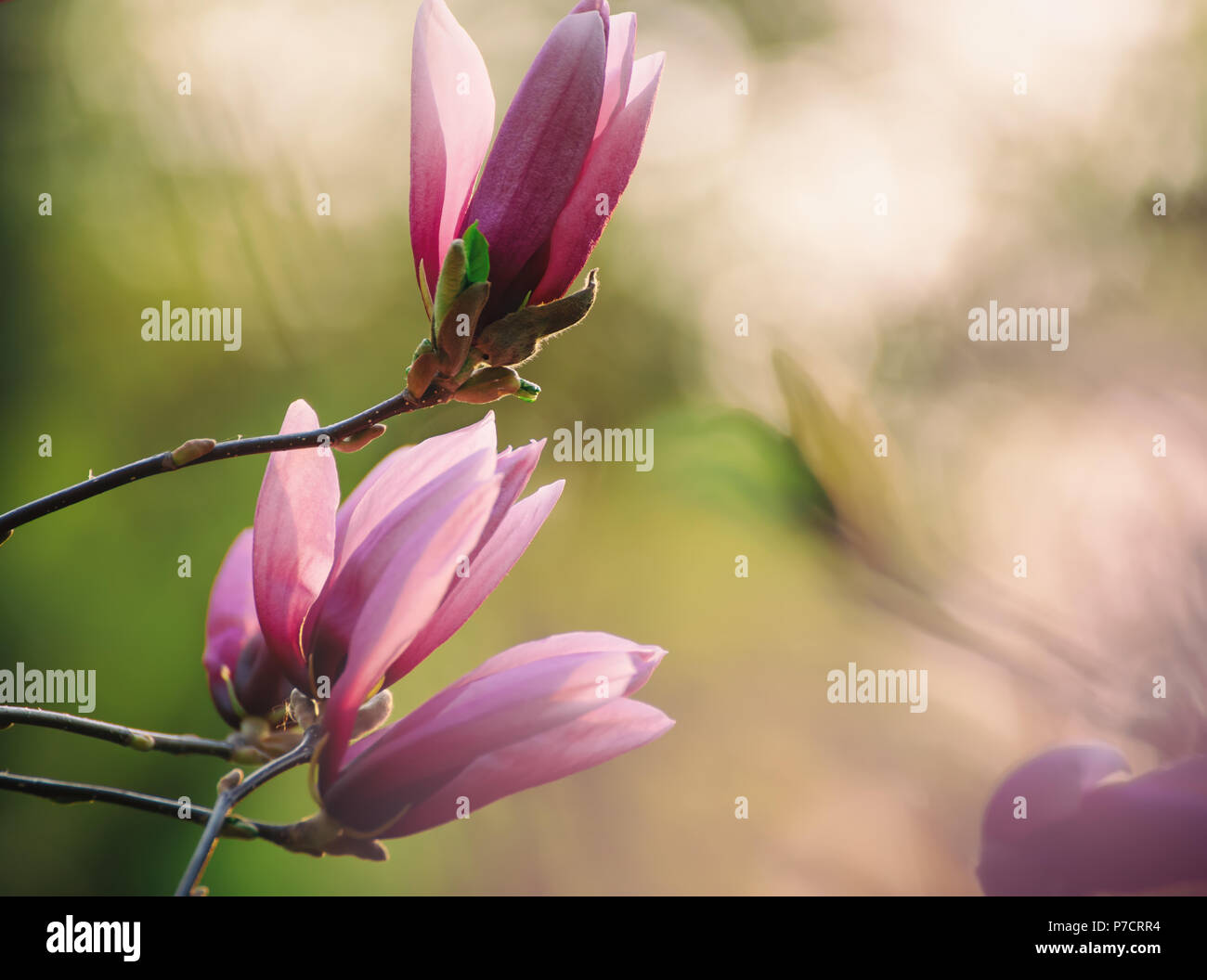 Magnolia spring flowers Stock Photo - Alamy